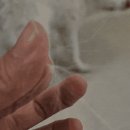 간지나개 이미지