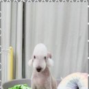 키티앤퍼피 이미지