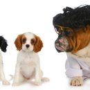 호평동물병원 이미지