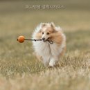 퍼니멍멍 네이버블로그