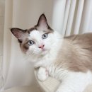 나비야 cat | 세계 고양이의 날, 해피빈 유기묘 후원 네이버펫 할인
