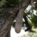 야사마을 이미지