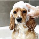 블리독수원점 고양이강아지분양 미니비숑프리제말티푸포메입양 이미지