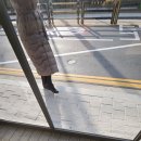 공공용 43 | 성남 버스정류장 준공청소 ㅣ 공공시설 전문 청필크린 작업 사례