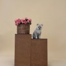 평택 애견미용 살롱 드 쭈 | 평택 고덕 강아지 애견미용 잘하는 곳 살롱드몽뚜 추천