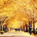 은행나무길 대여소 이미지