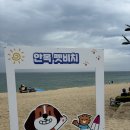 송림315 | [송림315] 강원도 강릉 애견동반펜션 독채 최신 방문기