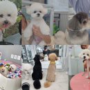 개린이 하우스 이미지