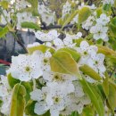 삼주1공인중개사사무소 이미지