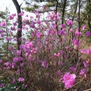 꽃섬투어 이미지