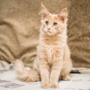 수동물메디컬센터 이미지