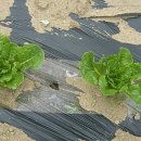 현동목장 이미지