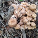 깨끗하게 손질한 자연산버섯 이미지