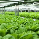 진화농장 이미지