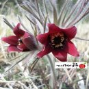 가시랭이사과농원