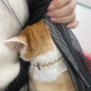 애옹이발소 이미지
