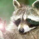 국제광택 이미지