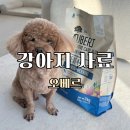 오베르 | 알러지 걱정 없는 그레인프리 강아지 사료 오베르 센시티브케어 플러스 후기