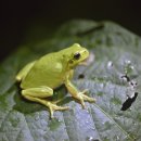 청개구리 이미지