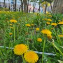 영등근린공원 이미지