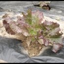 대신태양광 이미지