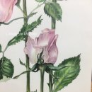 색연필 보타니컬 아트 이미지