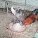 크로바농장 이미지