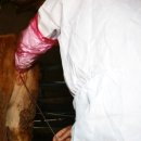 북부 동물병원 이미지