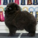 Pom생Pom사 이미지