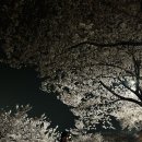 (주)삼문 | 벚꽃 산책길 추천 밀양삼문수변공원 4월초 실시간...상태 밤 벚꽃 데이트 사람 적은 벚꽃 명소 다녀온 후기