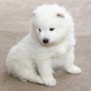 24시 나음동물의료센터 이미지