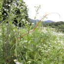 영동청정농원