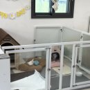 댕이 데이 이미지