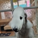 달이네애견미용실 이미지