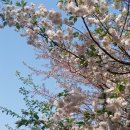 싹터나는 아침 이미지