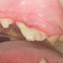 크라운 동물병원 이미지