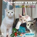 ●퓨리나 원캣 3주챌린지 ● &#34;호비&#34;와 함께 시작해볼까!?{체험단 후기😻}📍3weeks challenge _ALL STORY.