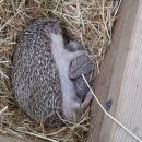 대관령 농장 이미지