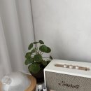 금전수아로마