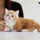 수원고양이분양 고사남 본점 이미지