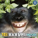 아이큐높은 동물순위(잡학상식) 이미지