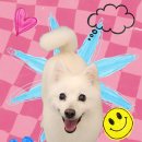 모니카애견 이미지