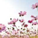 장자호수공원 코스모스길 주차장 (후문) | 2025 구리 코스모스축제 일정·가는길·주차·불꽃놀이 총정리