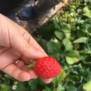 석교농장 이미지