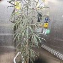 일심당한의원 이미지