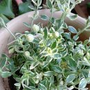 이화초등학교 이미지