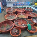 더 코지 이미지