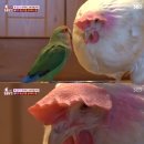 인천반려동물농장 이미지