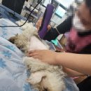 뽀삐애견 이미지