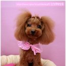 토토펫 애견미용 이미지